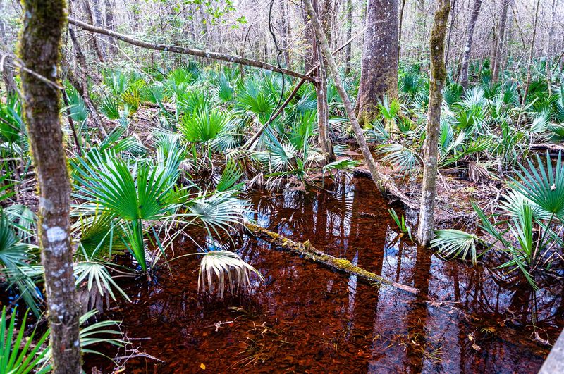 Boardwalk Makes Swamp Access Easy