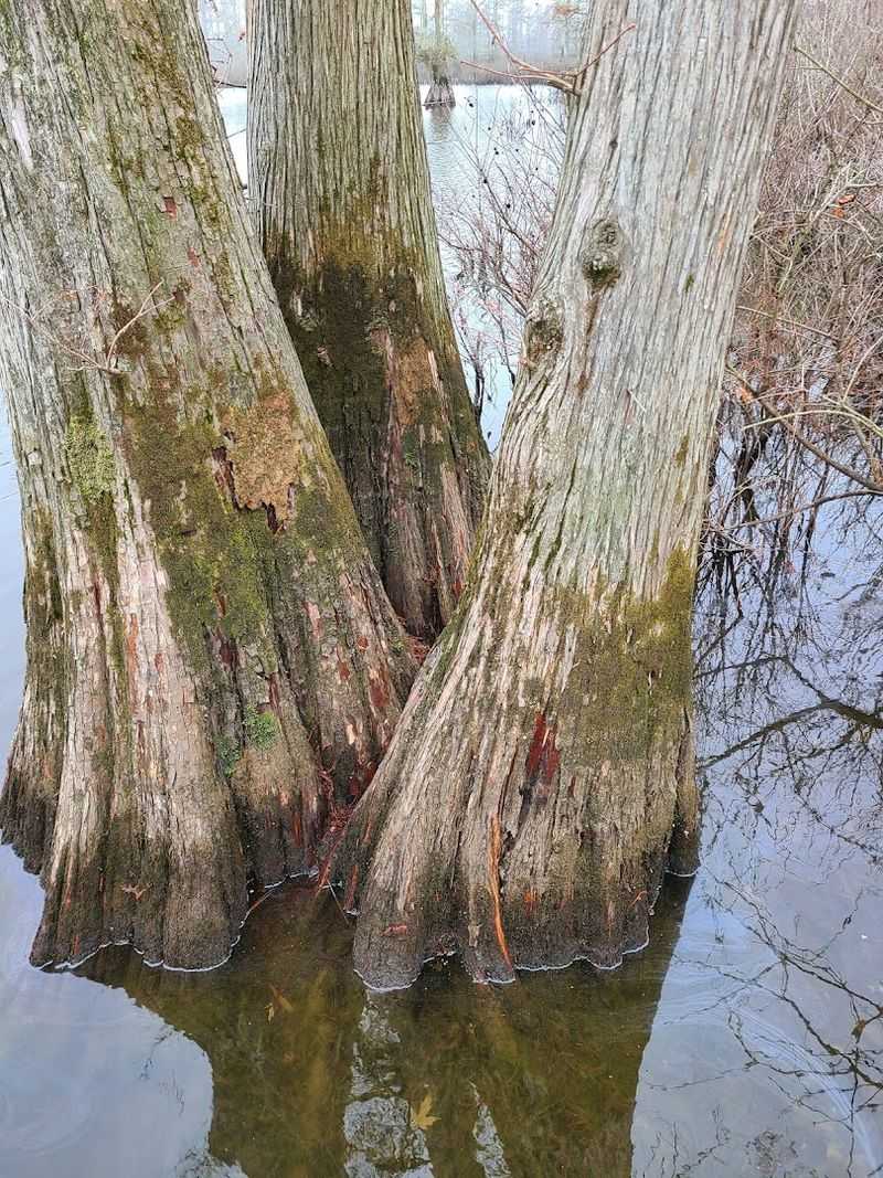 Ancient Giants In The Swamp
