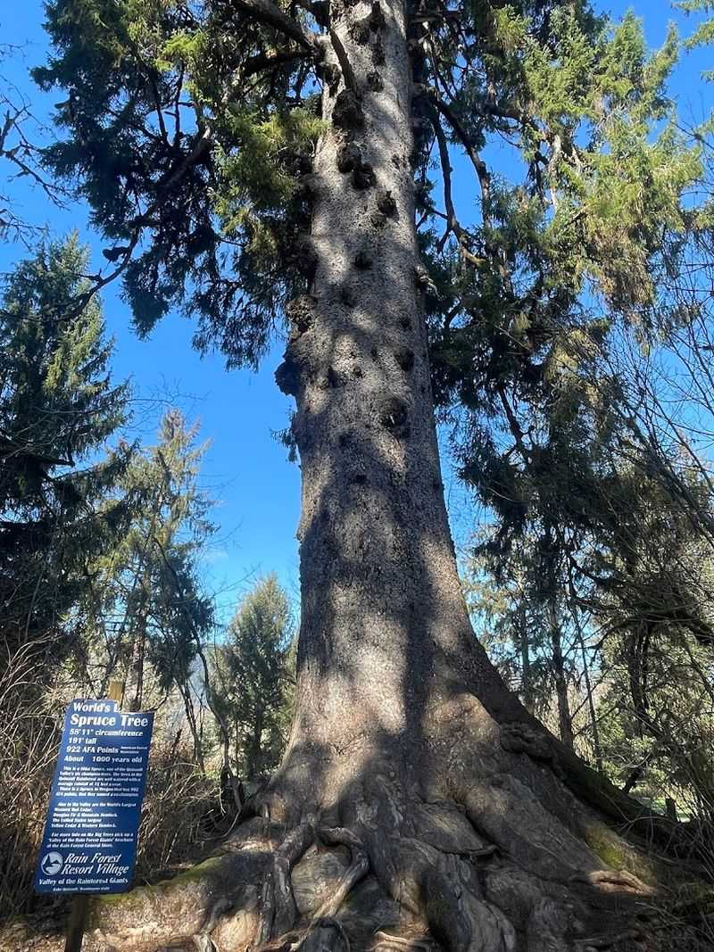 Ancient Giants That Touch The Sky