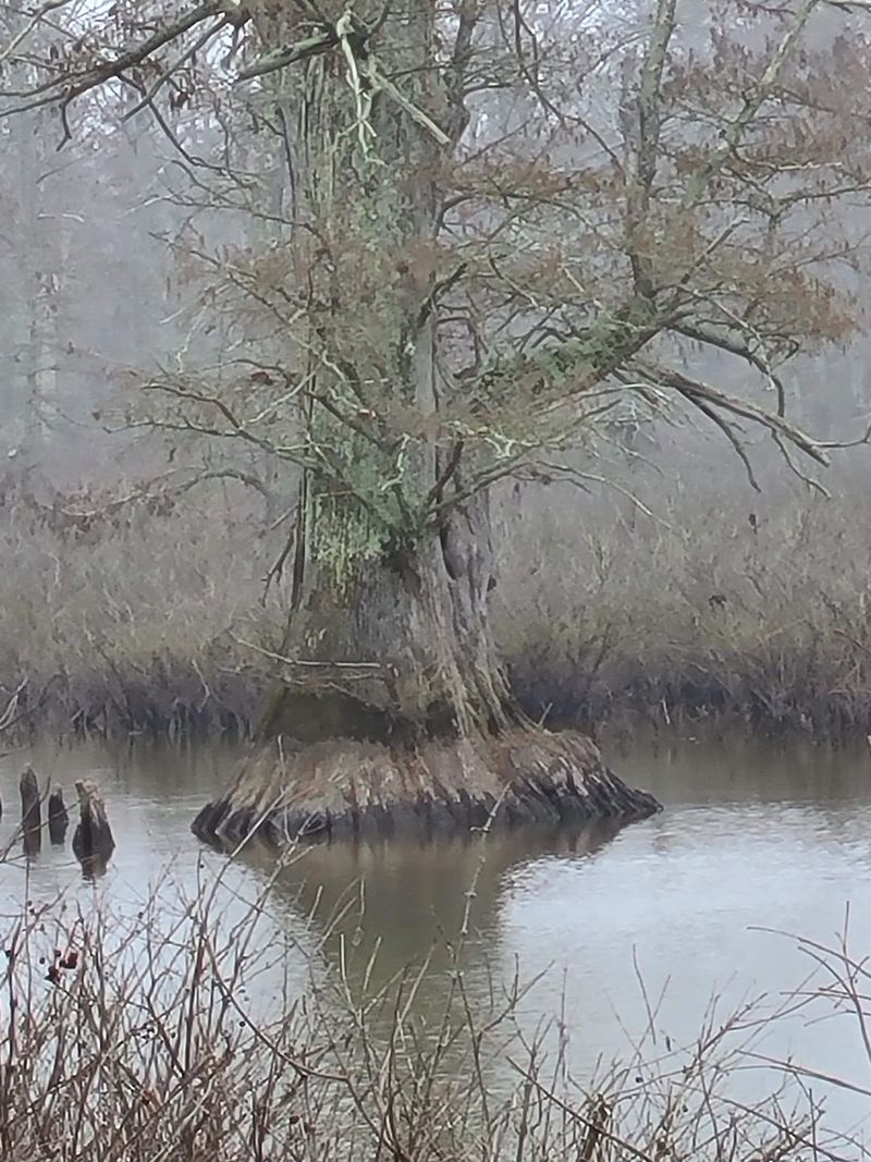 Ancient Giants With Knobby Knees