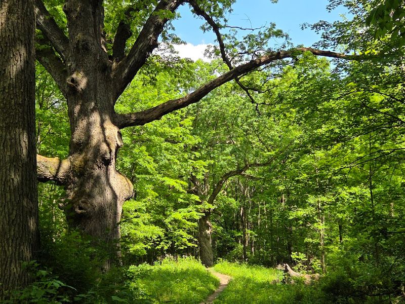 Ancient Oaks and the Three Sisters