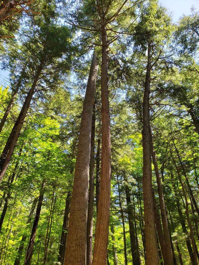 Ancient Pines Make Everything Else Look Small Ancient Pines Make Everything Else Look Small