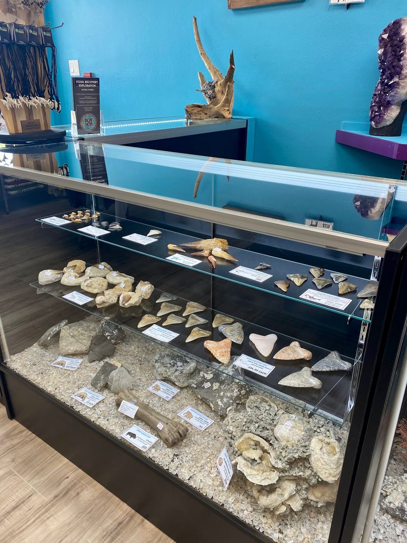 Ancient Shark Teeth And Seashells Hiding On The Ceiling