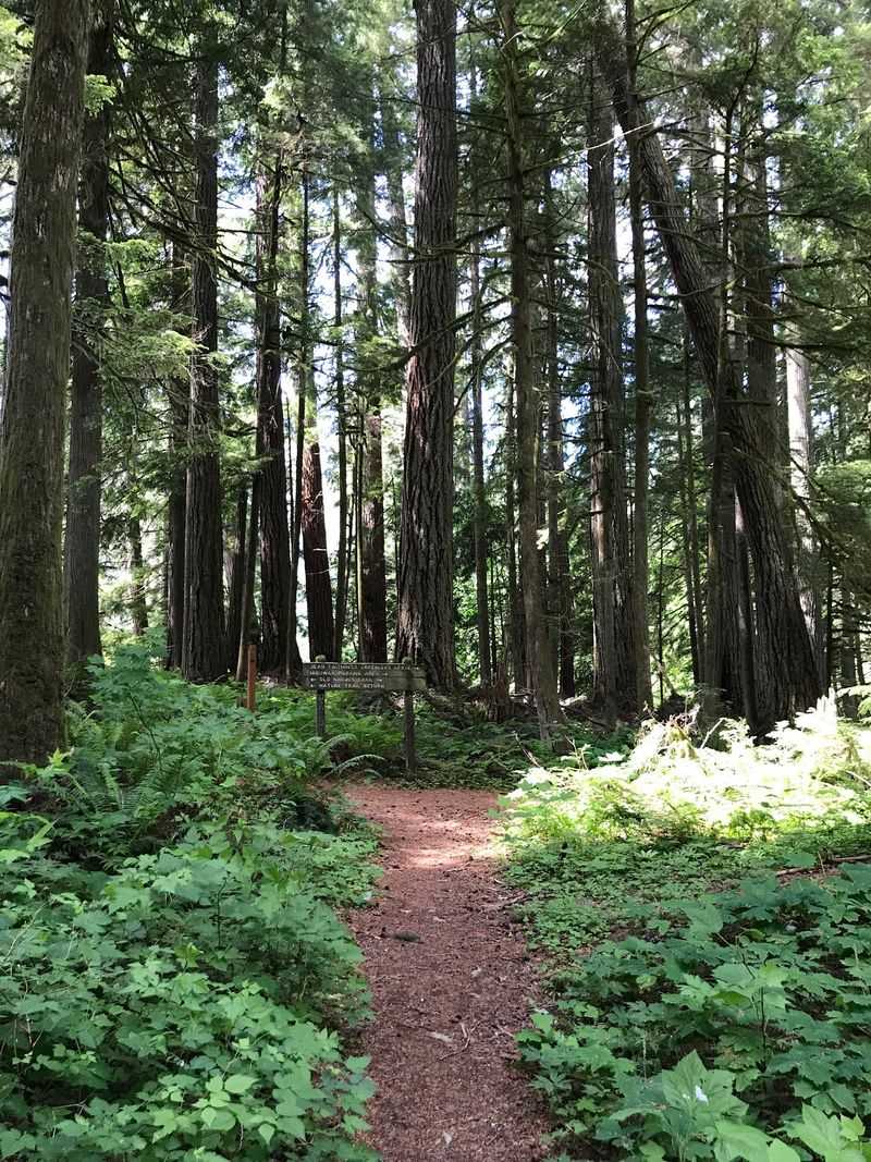 Ancient Trees That Feel Like Another World