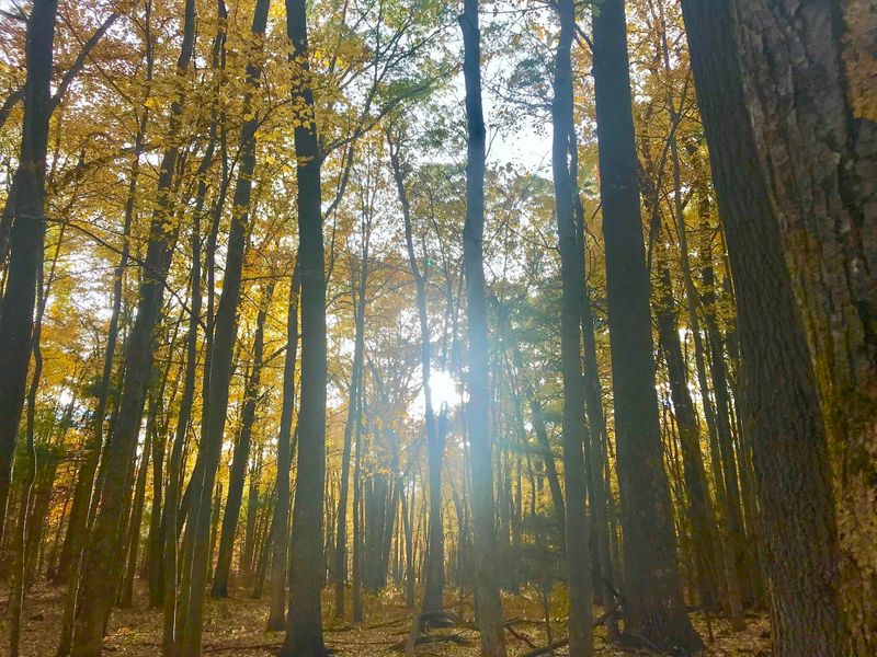 Anderson Woods Nature Preserve