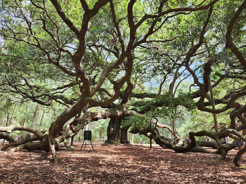 Angel Oak Park Is Free To Visit And Open Most Days Of The Week