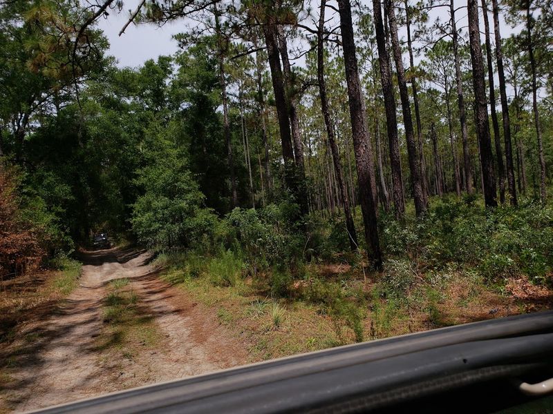 Croom Tract, Withlacoochee State Forest, Brooksville, Florida
