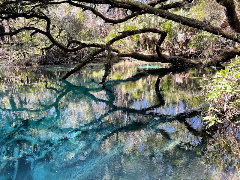 Juniper Springs Trail