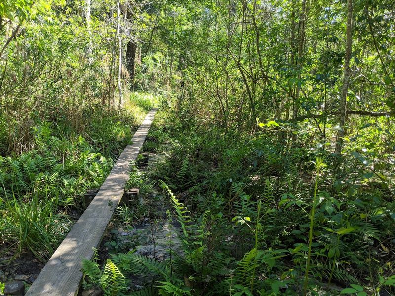 Hidden Waters Preserve & Little Big Econ State Forest