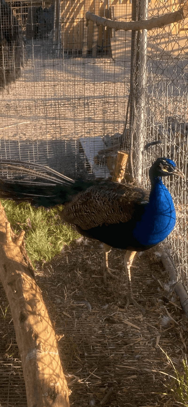 Animal Ambassadors, Peacock Rescues, And Fancy Eggs