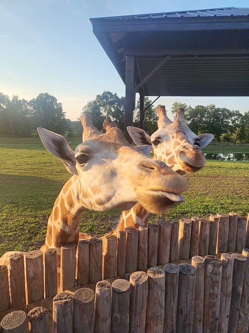 Animal Encounters That Get You Closer Than You Ever Expected