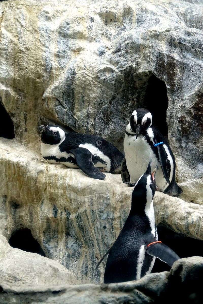 Animal Encounters With A Conservation Purpose