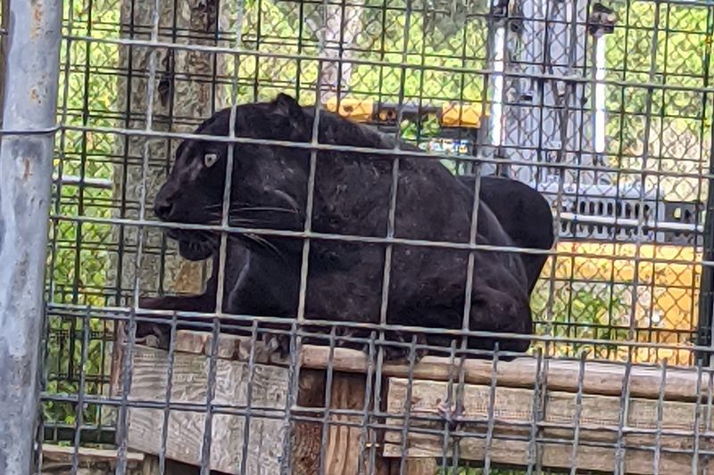 Animal Enrichment And What It Means For Rescued Cats
