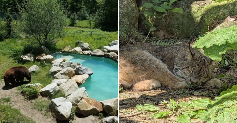 Animal Lovers Can’t Miss This Family-Friendly Wildlife Park In Maine