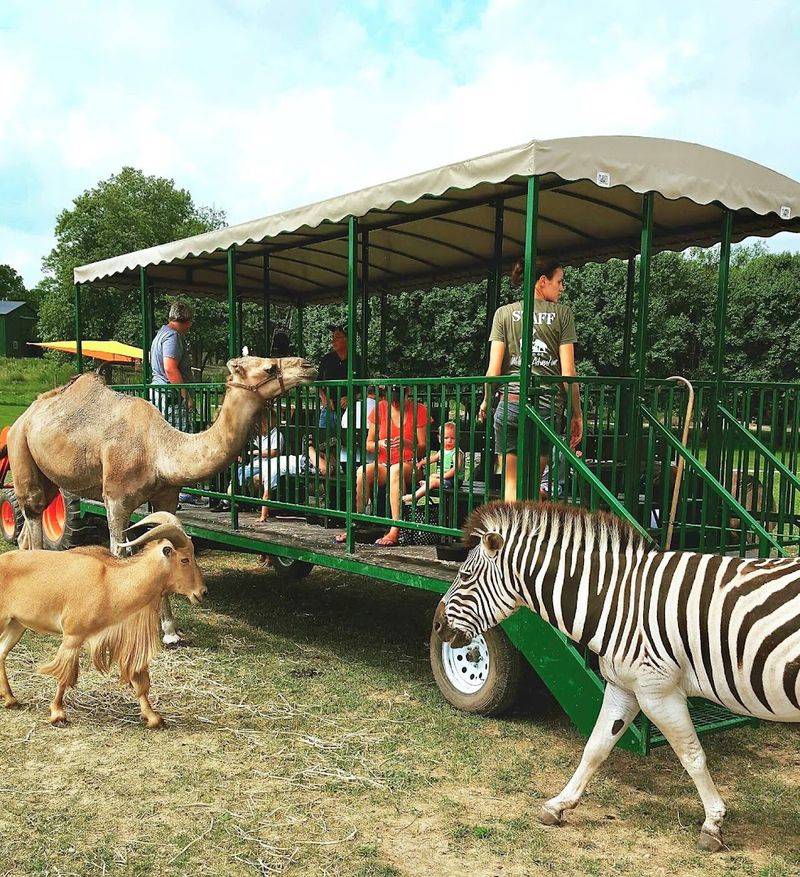 Animal feeding moments