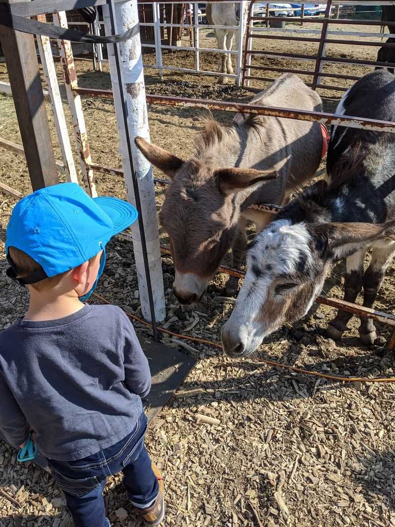 Animals Add A Farm Stop Without Turning It Into A Circus