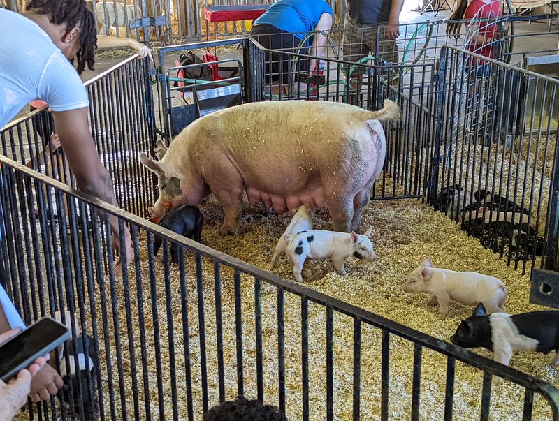 Animals And Agricultural Exhibits Animals And Agricultural Exhibits