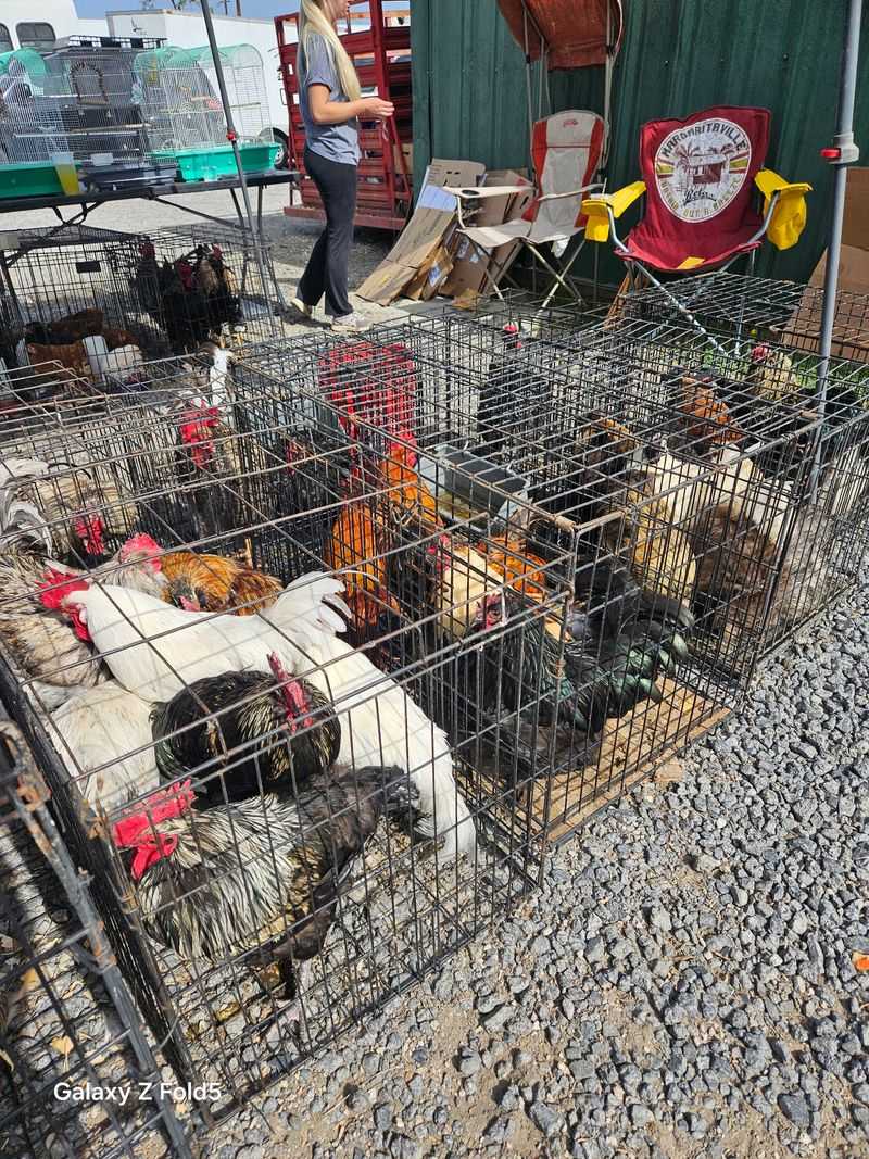Animals And Pets For Sale To Admire