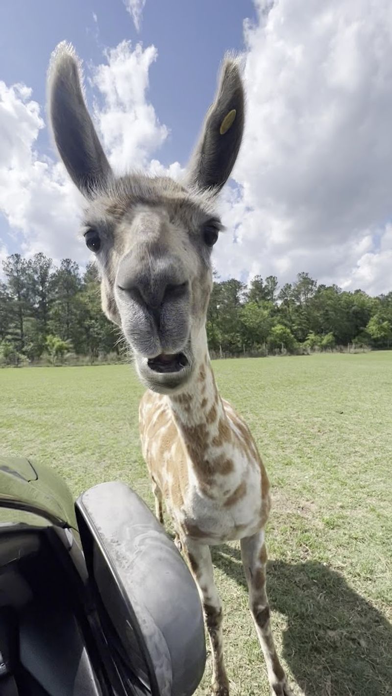 Animals Approach Your Vehicle With Surprising Confidence and Calm