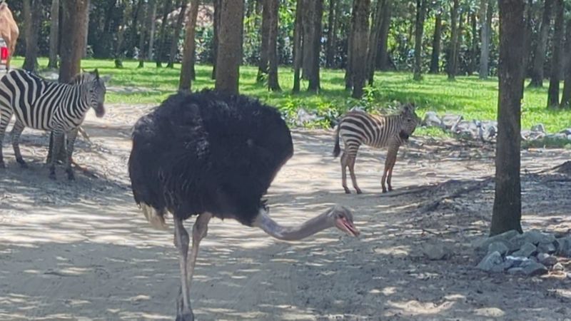Animals At The Park Come From A Wide Range Of Exotic Species Animals At The Park Come From A Wide Range Of Exotic Species