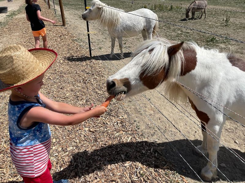 Animals That Actually Want to Meet You