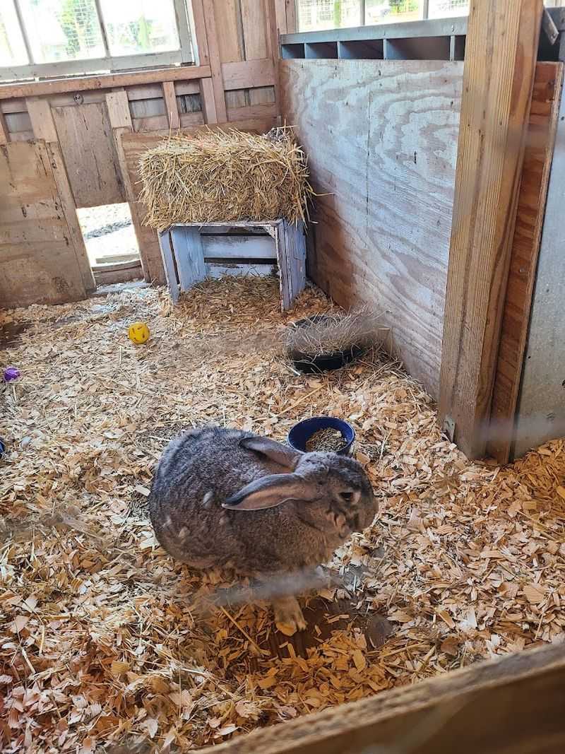 Animals That Steal the Show