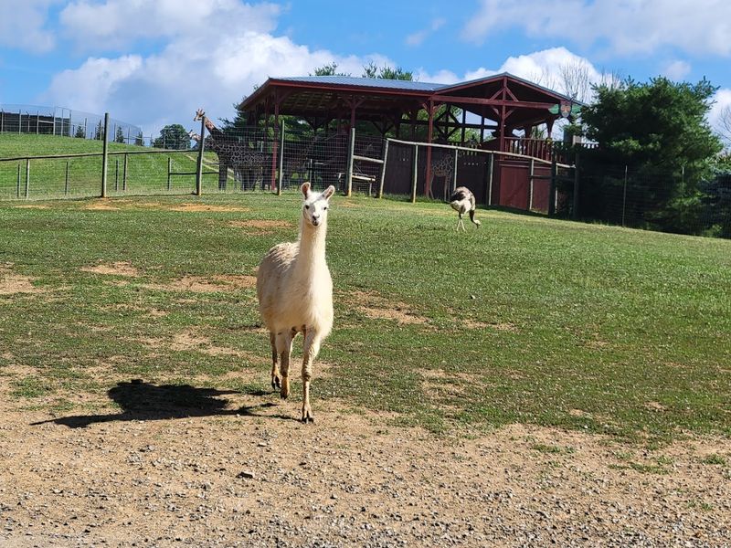 The Most Charismatic Feed-Stealers In The Animal Kingdom