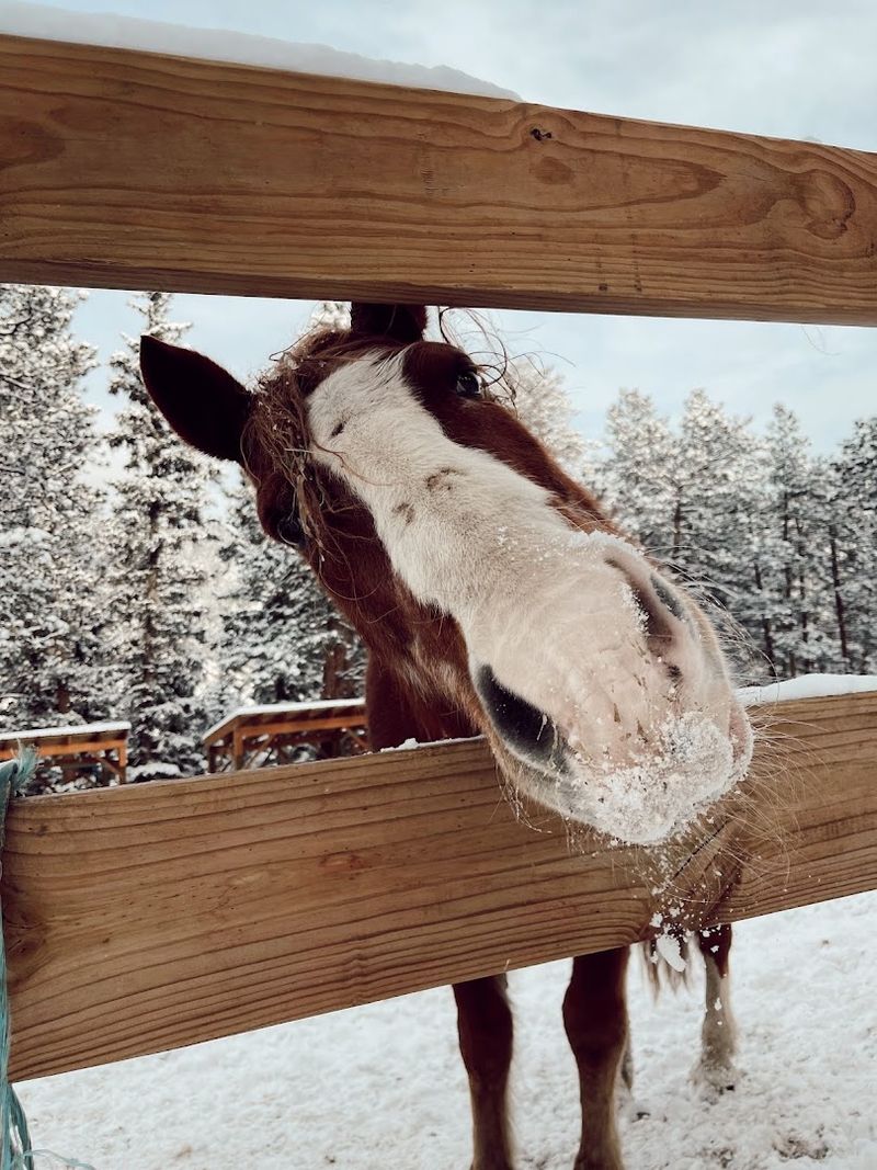 Animals on the Property That Kids Will Talk About for Weeks Animals on the Property That Kids Will Talk About for Weeks