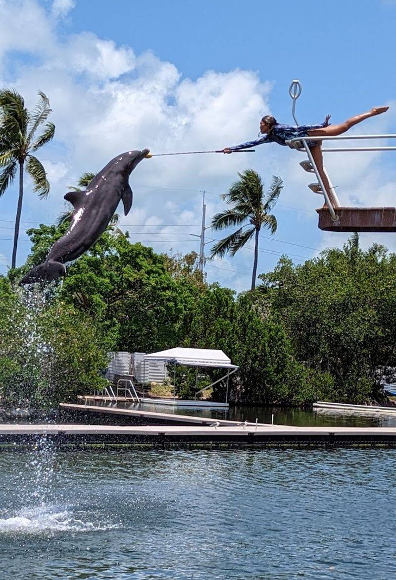 Theater Of The Sea Where Marine Life Takes Center Stage