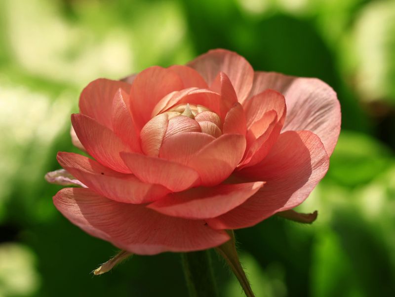 Bleu Hill Farms, Van Buren