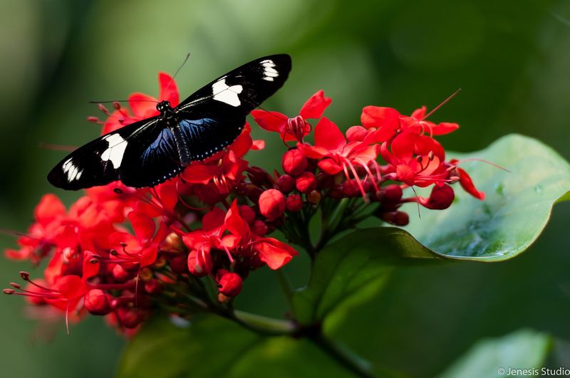 Ants With Serious Work Ethic Await In Legacies