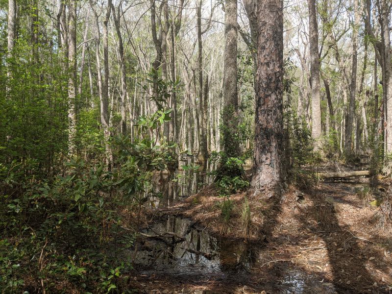 Bradwell Bay Wilderness — Apalachicola National Forest, Near Sopchoppy