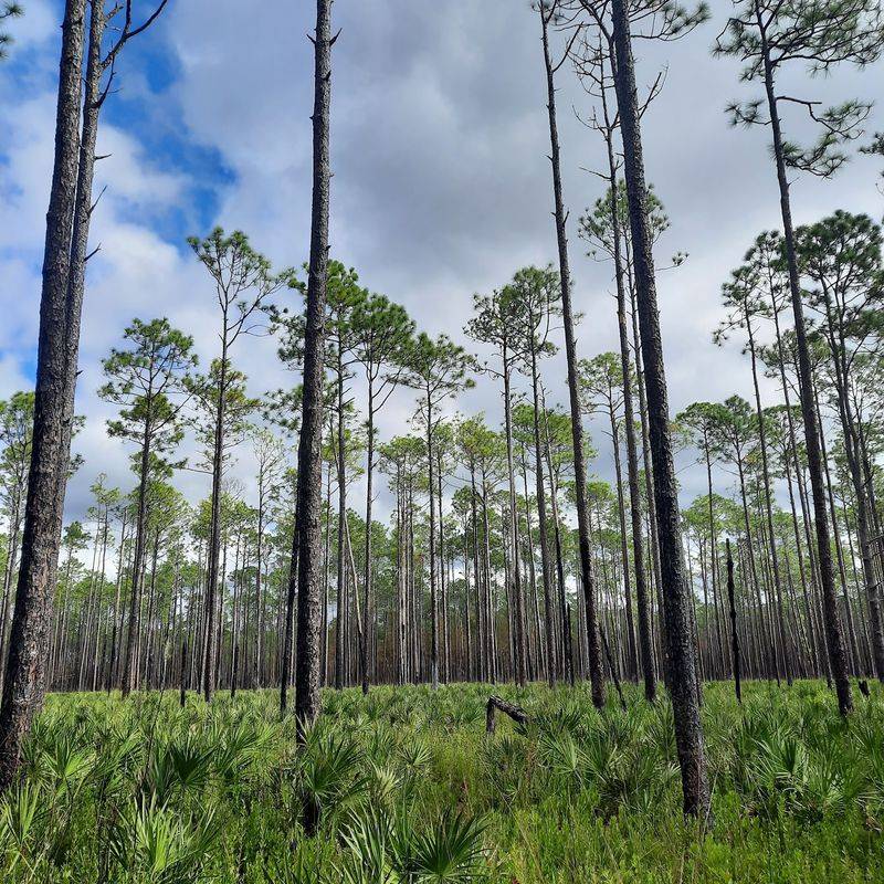 Apalachicola National Forest, Leon County