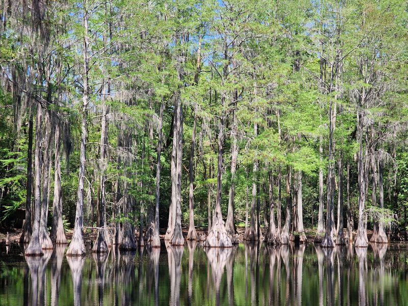 Apalachicola National Forest, Tallahassee, FL