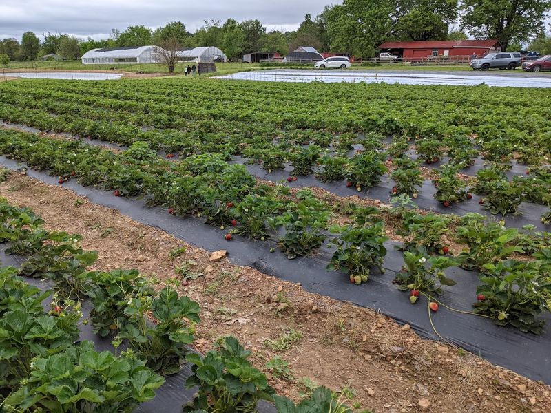 Appel Farms 