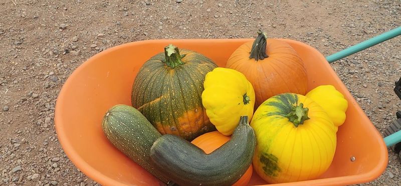Apple Annie's Produce & Pumpkins, Willcox, AZ Apple Annie's Produce & Pumpkins, Willcox, AZ