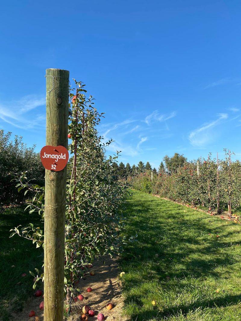 Apple Picking Across Rows Of Trees Apple Picking Across Rows Of Trees