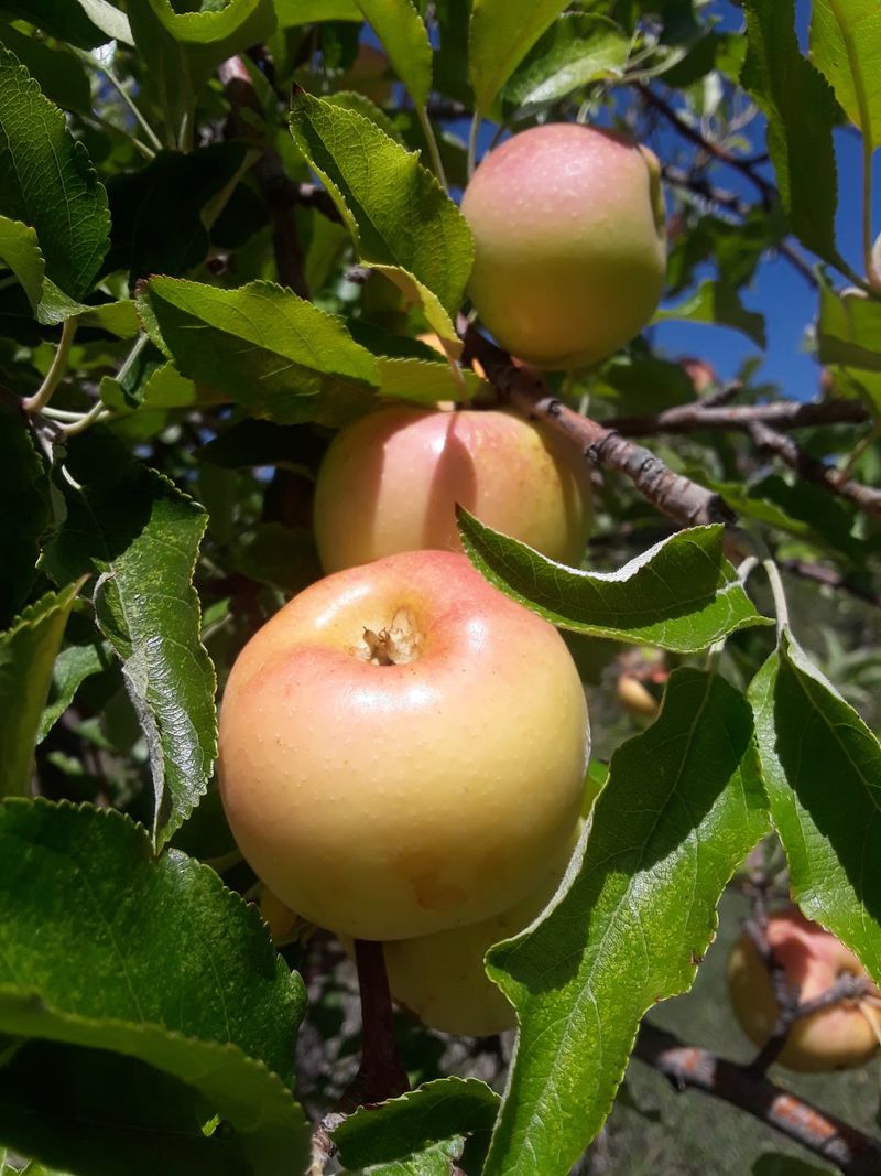 Apple Picking Follows The Crop, Not The Calendar