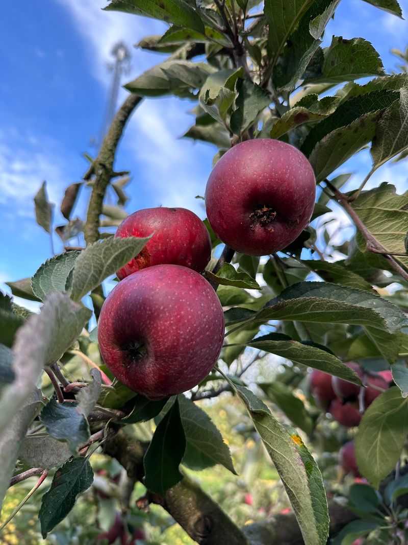 Apple Picking In The Orchard