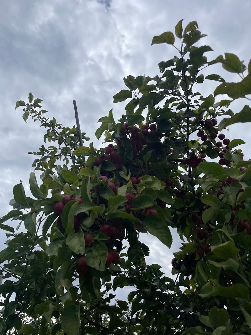 Apple Picking Season Brings A Whole New Reason To Return