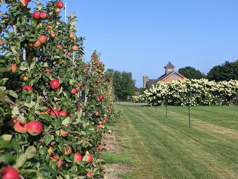 Apple Picking Season Is The Farm At Its Most Iconic