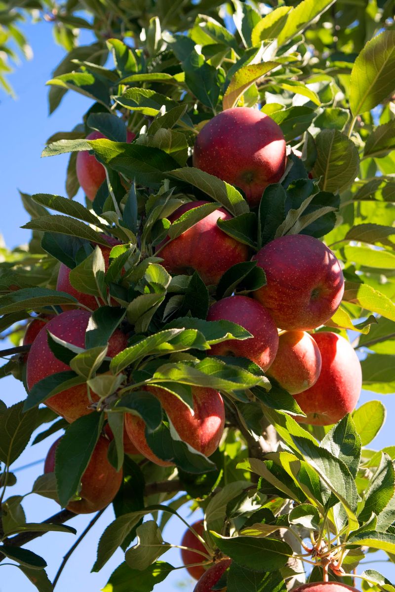 Apple Picking Season Runs On Nature's Clock