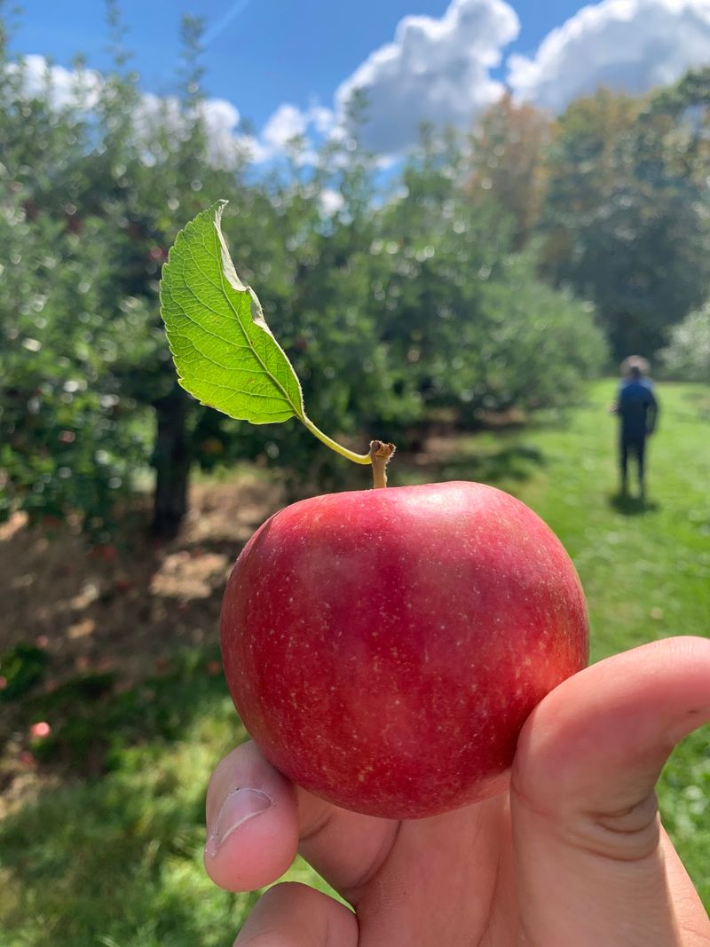 Apple Picking Straight From The Trees Apple Picking Straight From The Trees