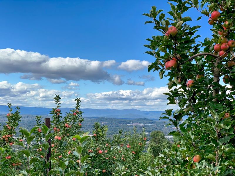 Apple Picking That Actually Feels Like An Adventure