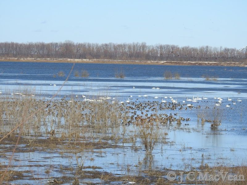 Emiquon National Wildlife Refuge, Havana, Illinois