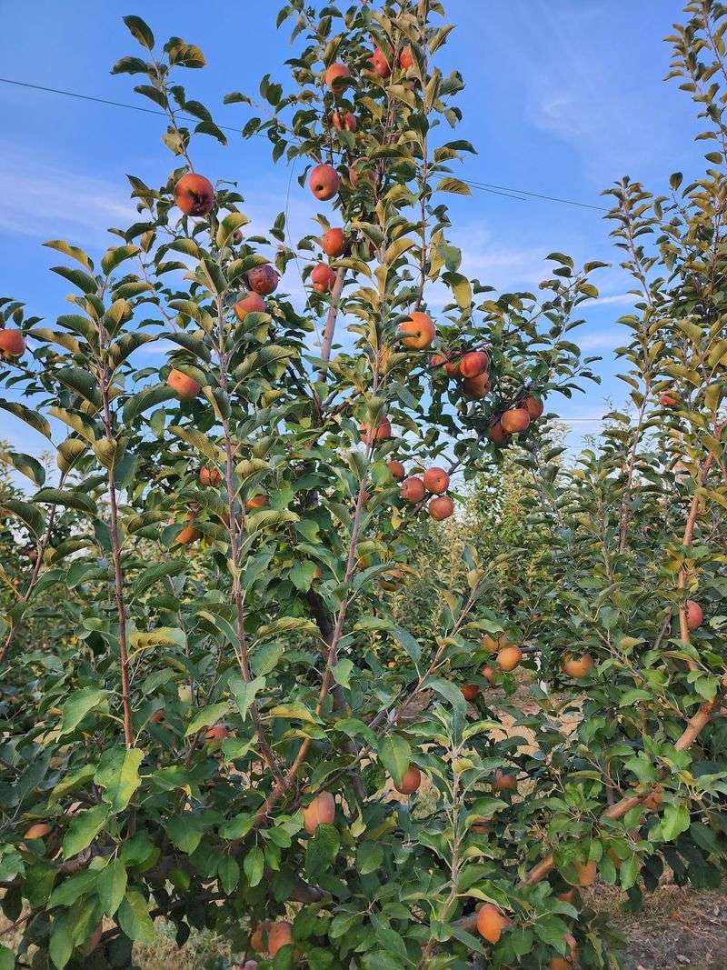 Apple Rows That Feel Made For Fall