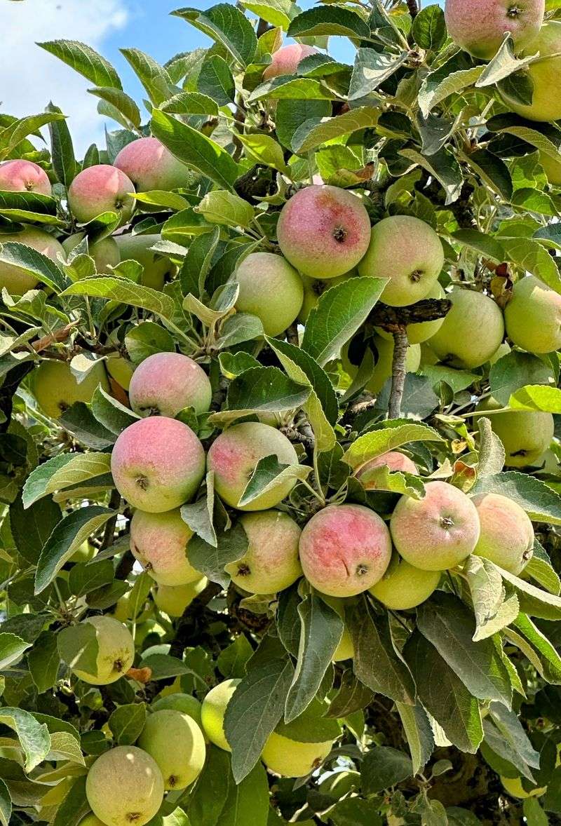 Apple Season Brings Over 20 Varieties To The Party