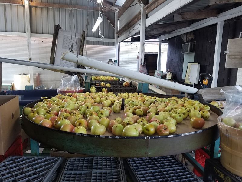 Apple Varieties That Keep Coming All Season Long