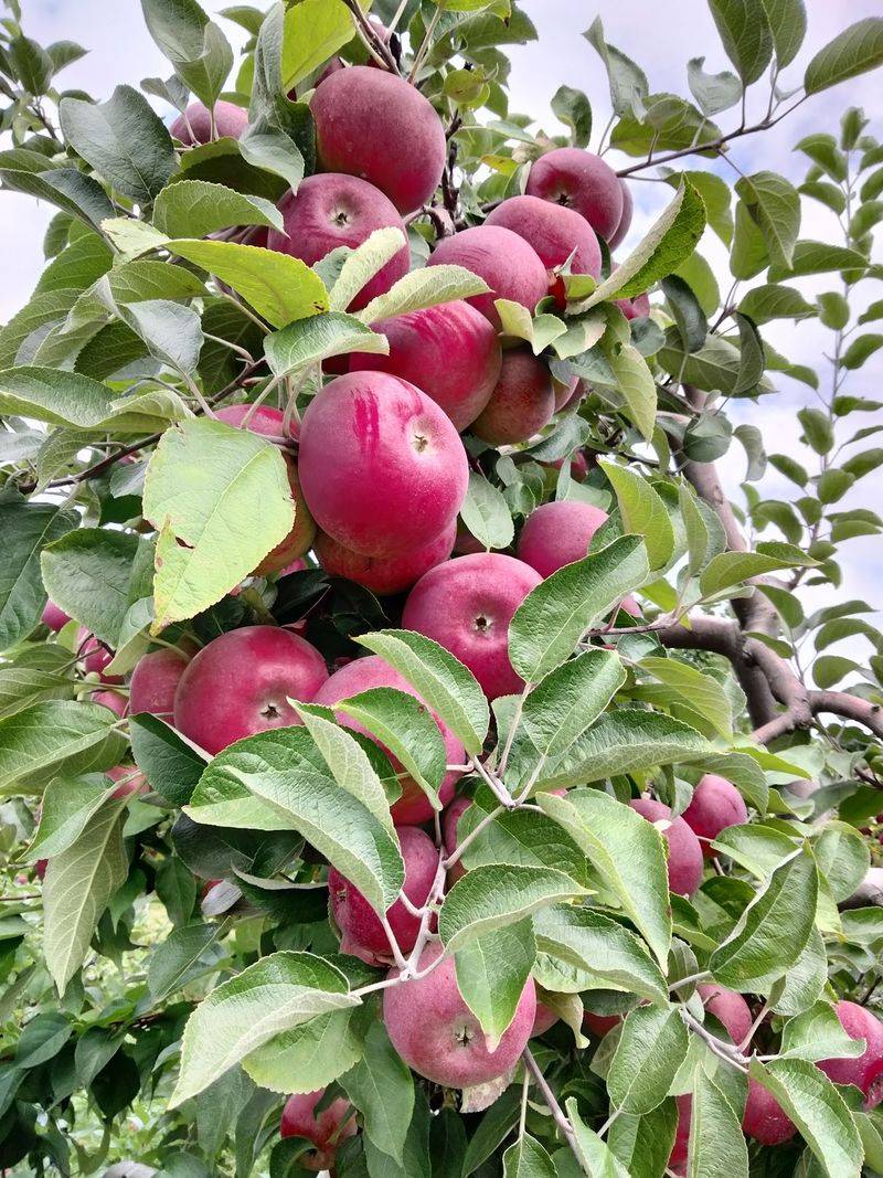 Apples, Peaches, And Plenty More Apples, Peaches, And Plenty More