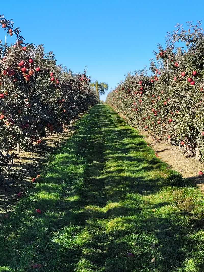 Apples, Pumpkins, And Berries Fresh From The Field